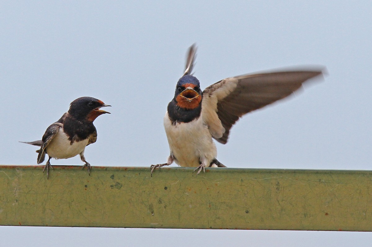 Golondrina Común - ML47740951