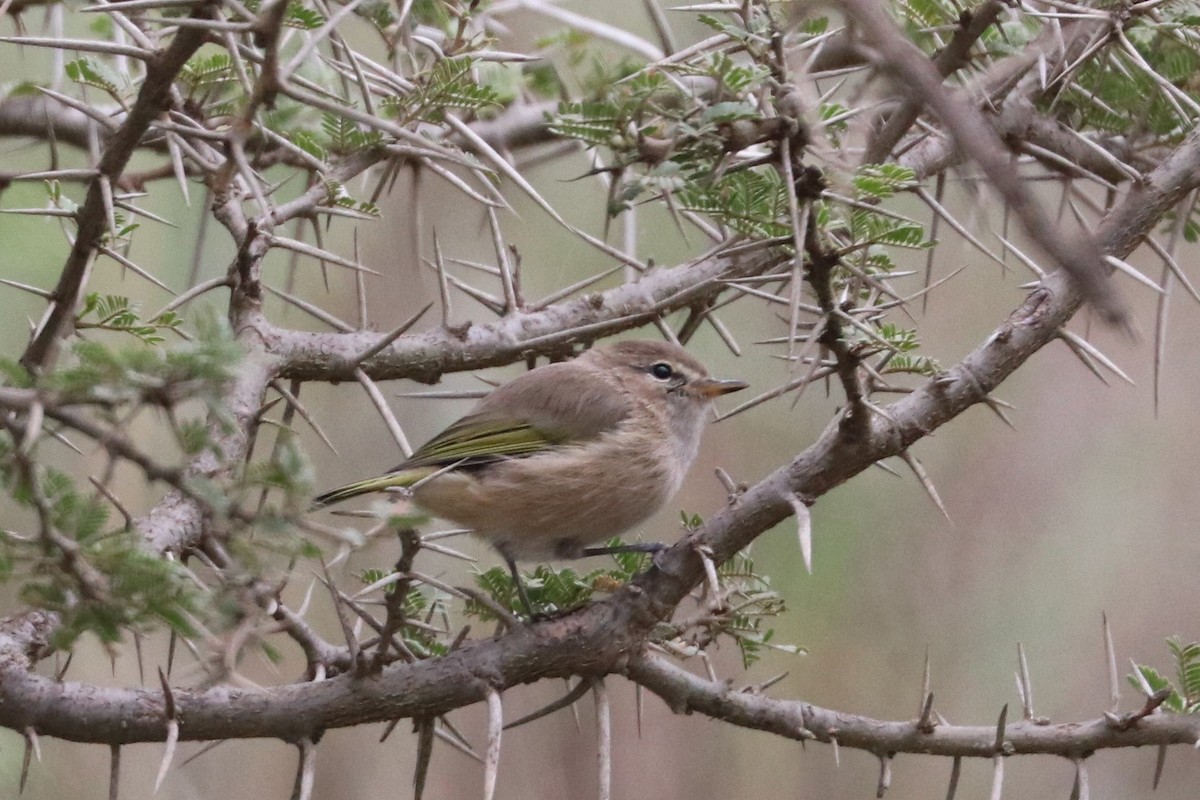 Brown Woodland-Warbler - ML477409941