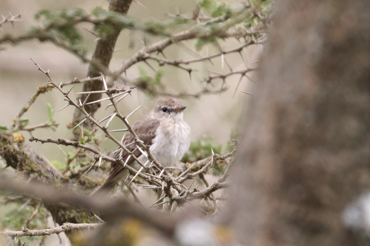 Gambaga Flycatcher - ML477410091