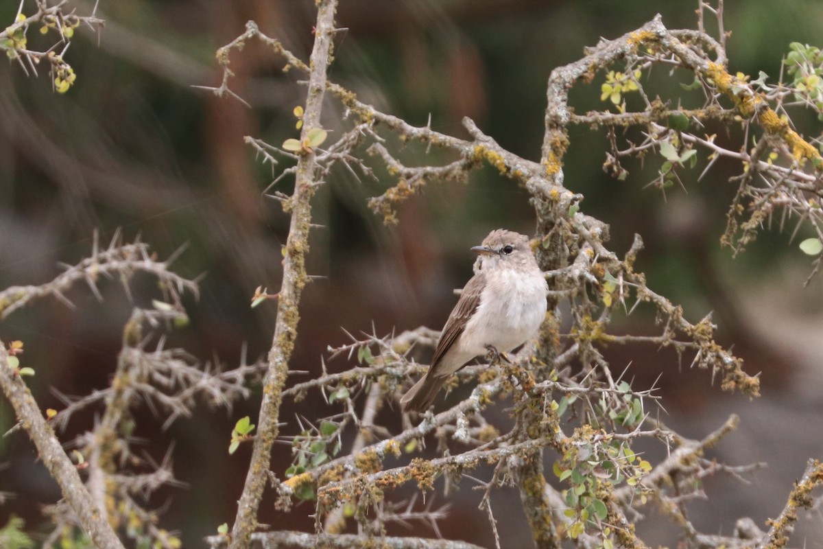 Gambaga Flycatcher - ML477410121