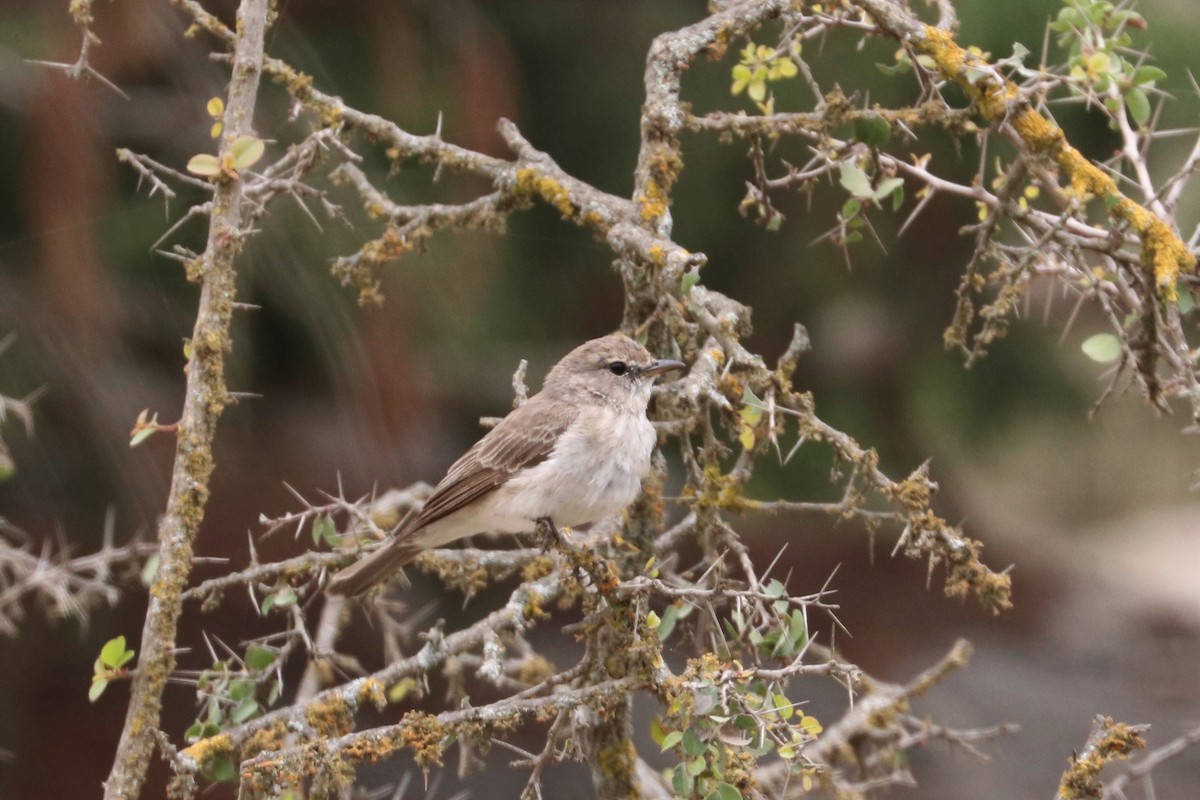 Gambaga Flycatcher - ML477410141