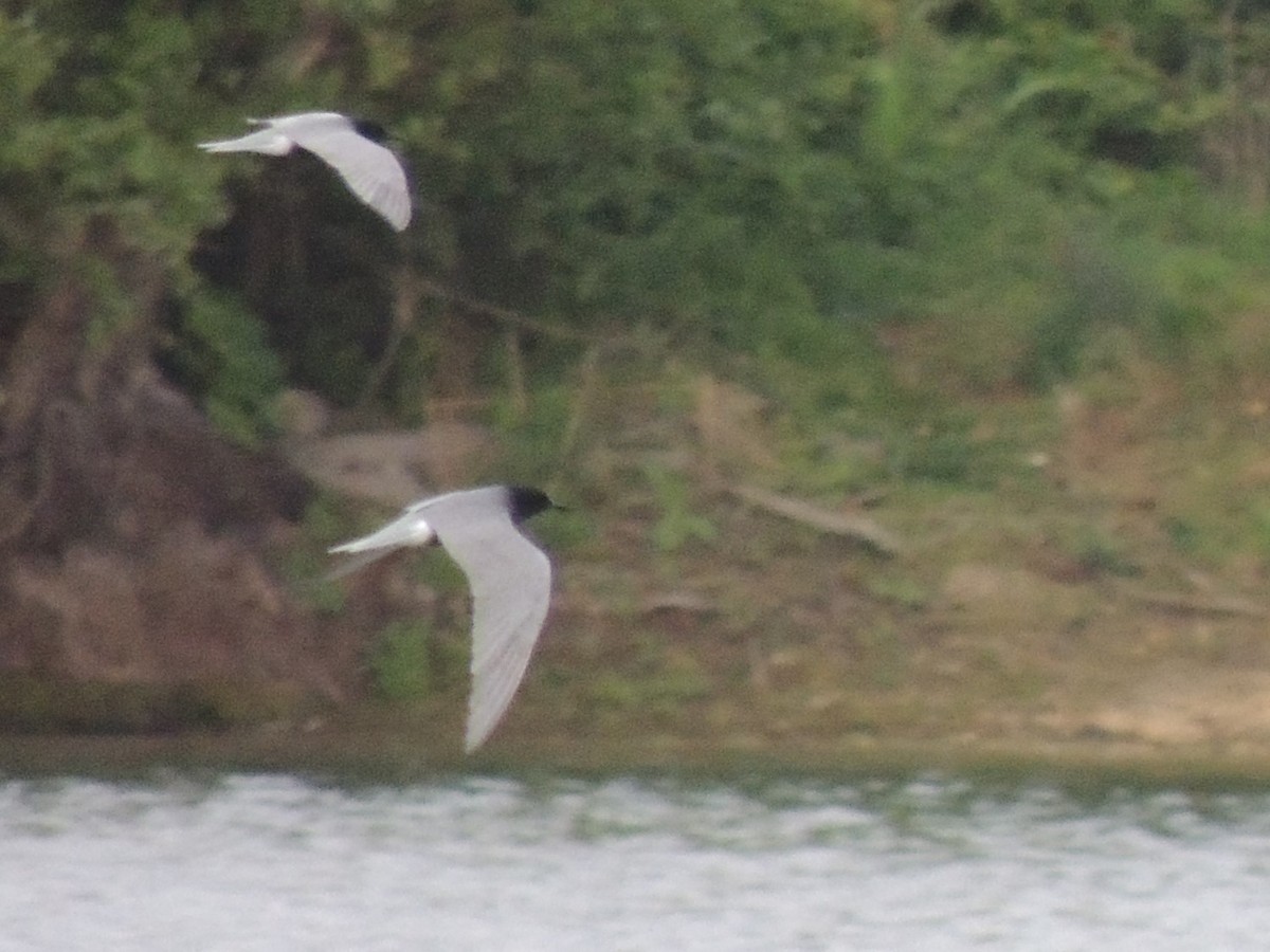 Black Tern - ML477410271