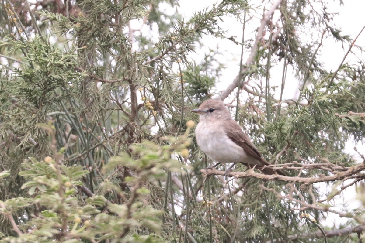 Gambaga Flycatcher - ML477410321