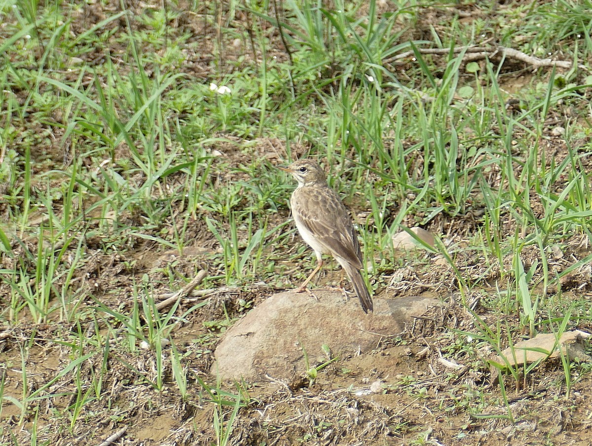 African Pipit - Jens Thalund