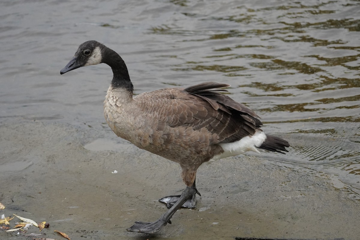 Canada Goose - ML477411581