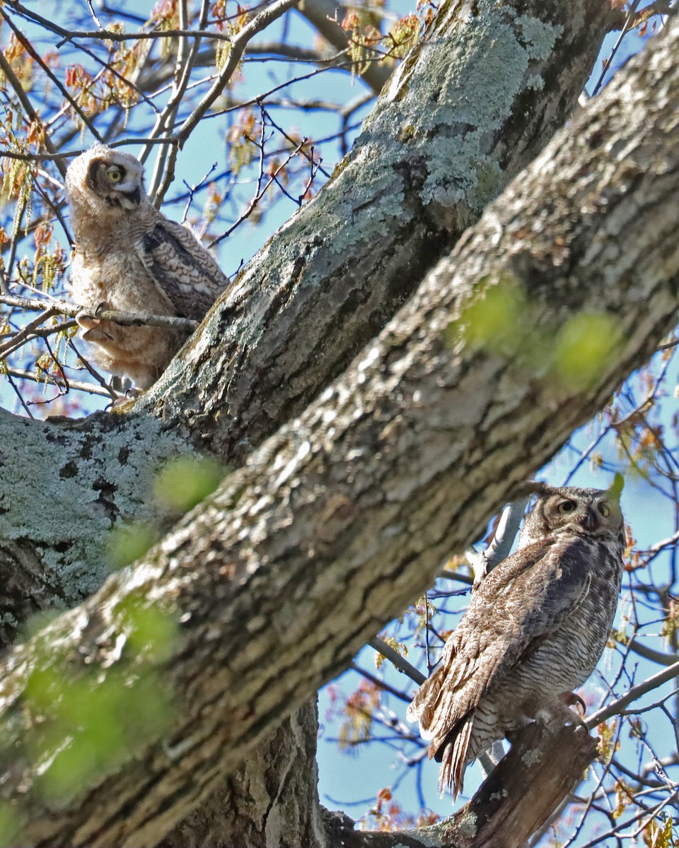 Great Horned Owl - ML477411941