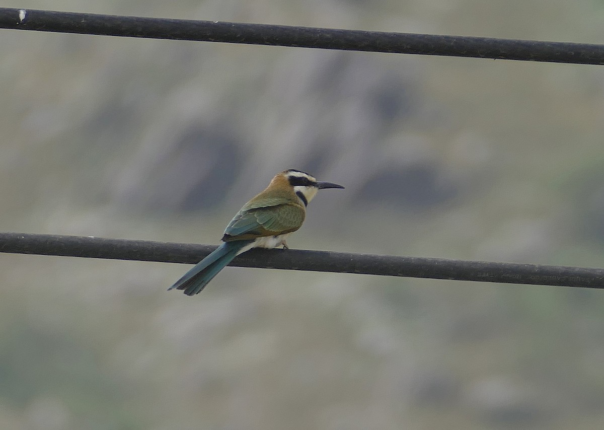 White-throated Bee-eater - Jens Thalund