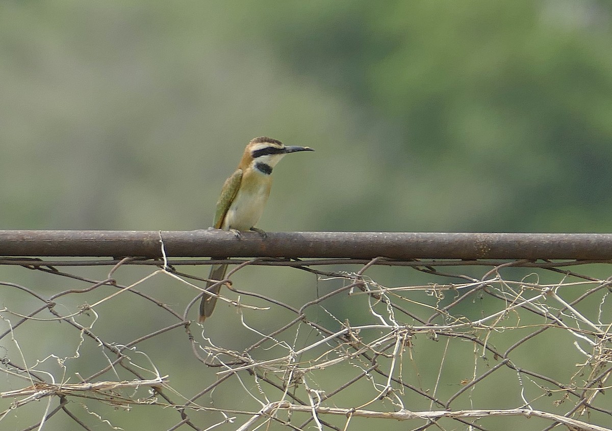 White-throated Bee-eater - ML477412511