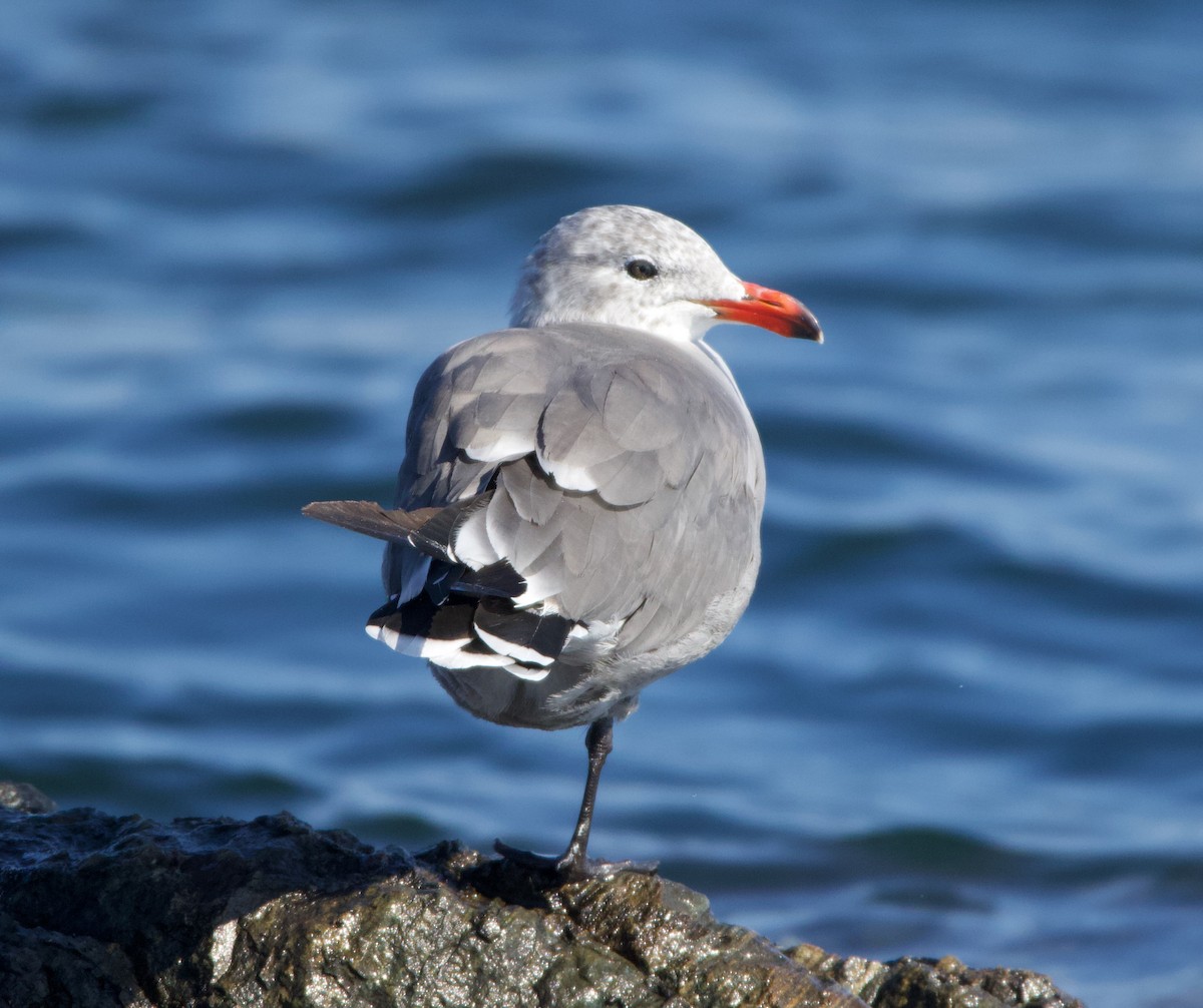 Heermann's Gull - ML477412981