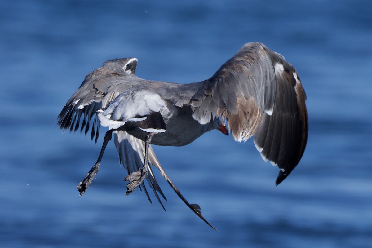 Heermann's Gull - ML477412991