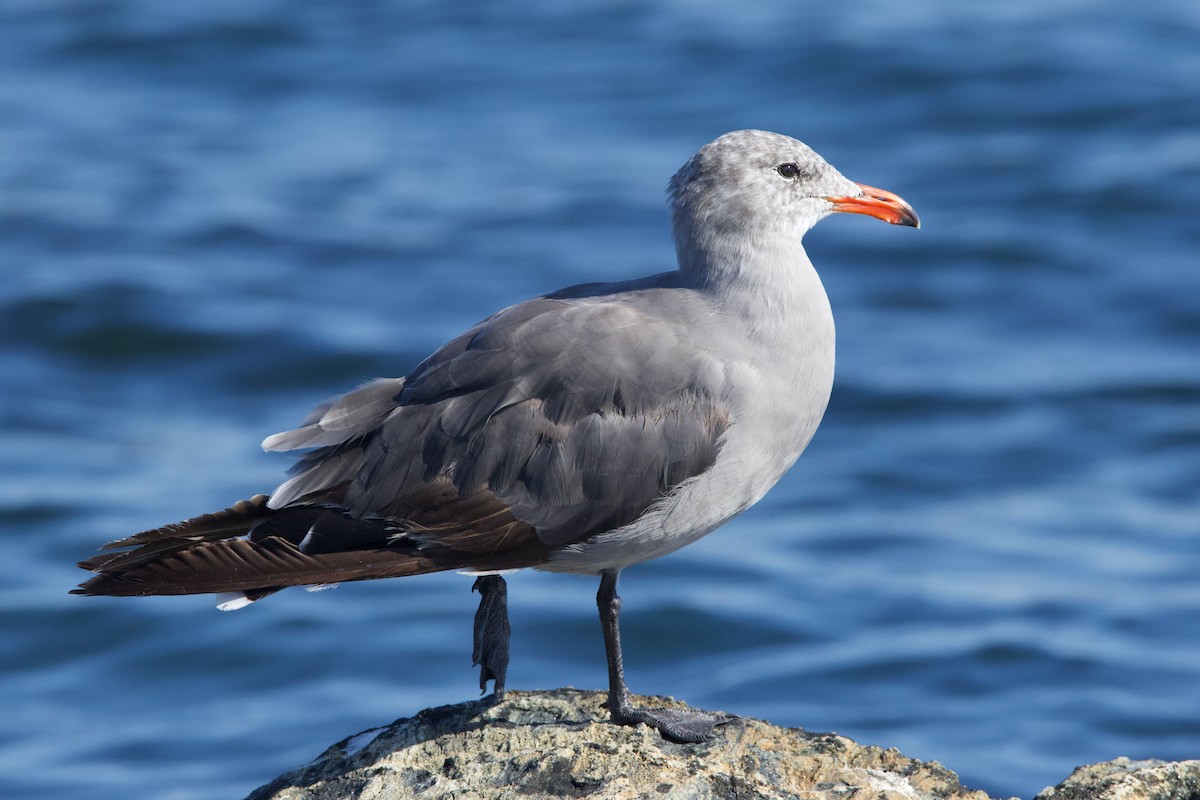 Heermann's Gull - ML477413031