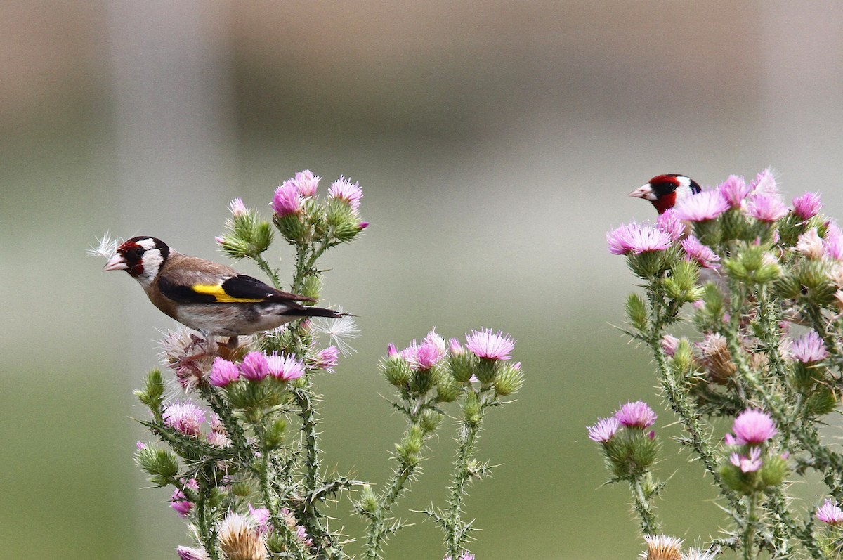 European Goldfinch - ML47741341