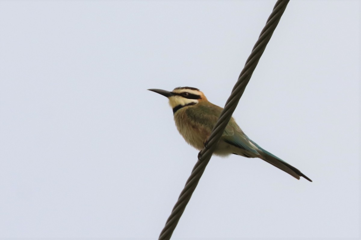 White-throated Bee-eater - Simon Lloyd