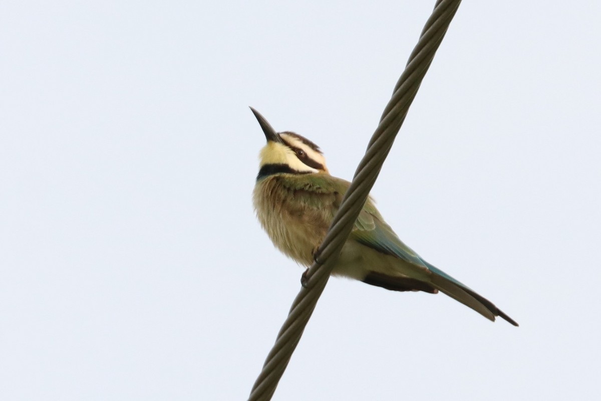 White-throated Bee-eater - Simon Lloyd