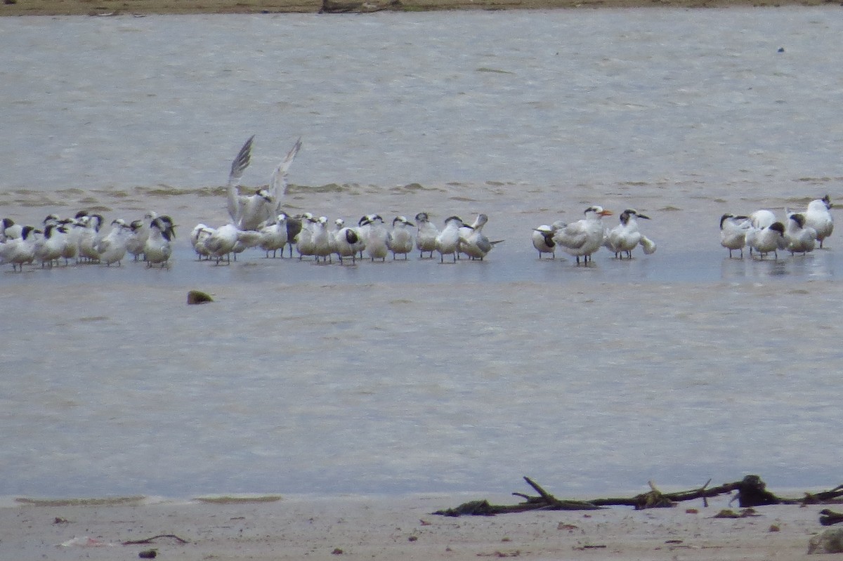 Sandwich Tern (Cabot's) - ML47741461