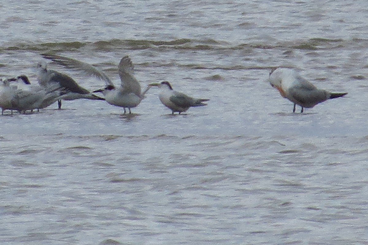 Sandwich Tern (Cayenne) - ML47741551