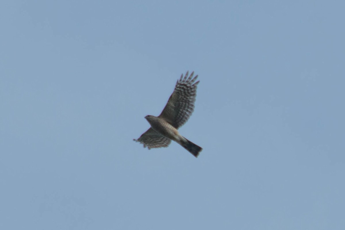 Sharp-shinned Hawk - ML47741561