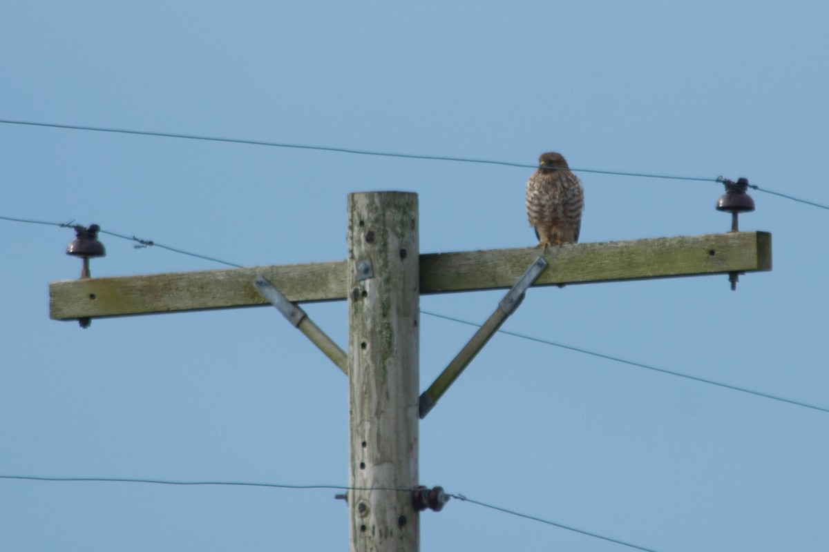 Red-shouldered Hawk - ML47741581