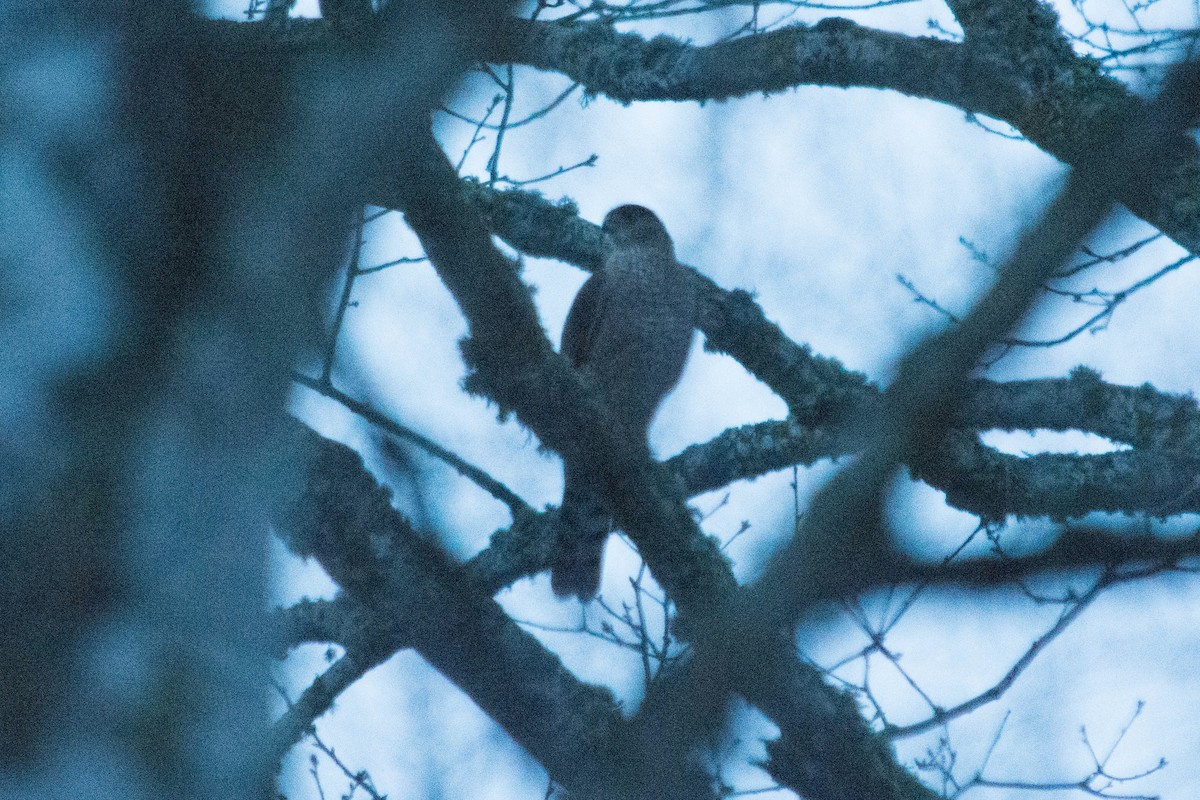 Cooper's Hawk - ML47741591