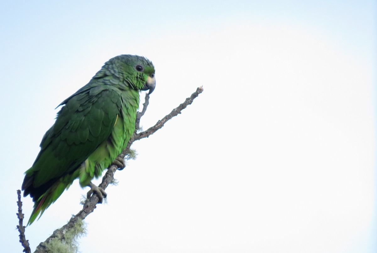 Amazona Mercenaria - ML477416791