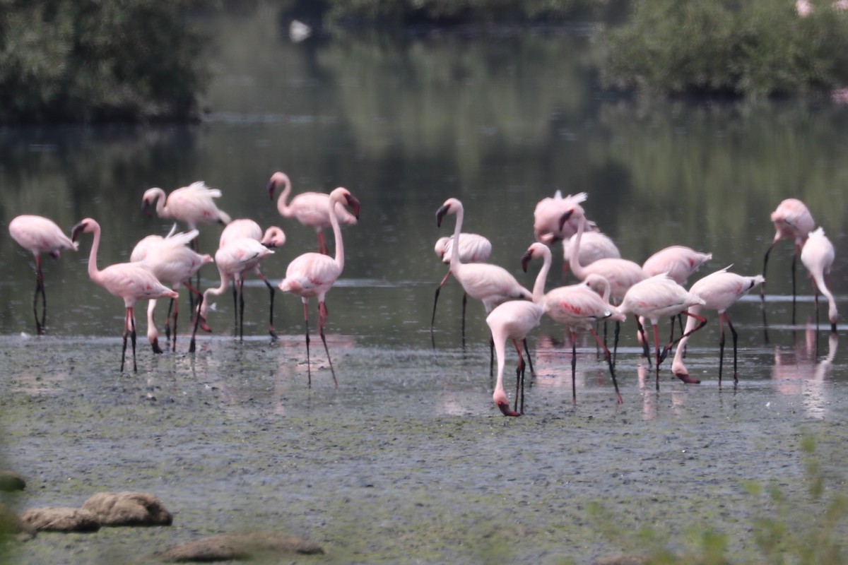 dvergflamingo - ML477418161