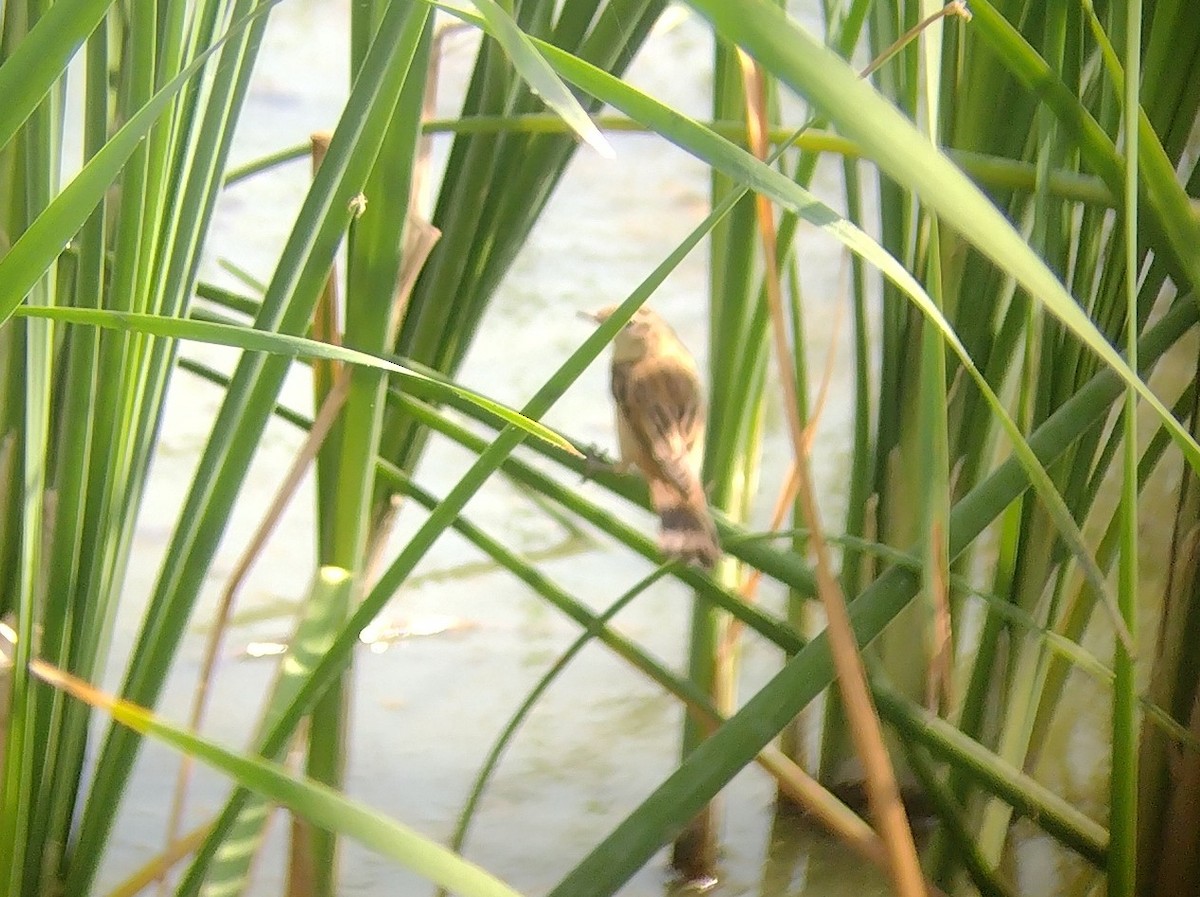 Sedge Warbler - ML477419251