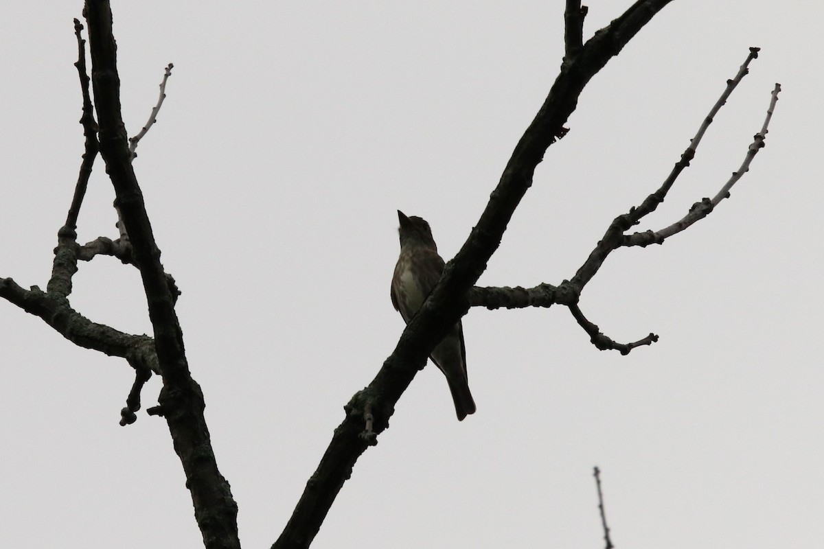 Olive-sided Flycatcher - ML477419281