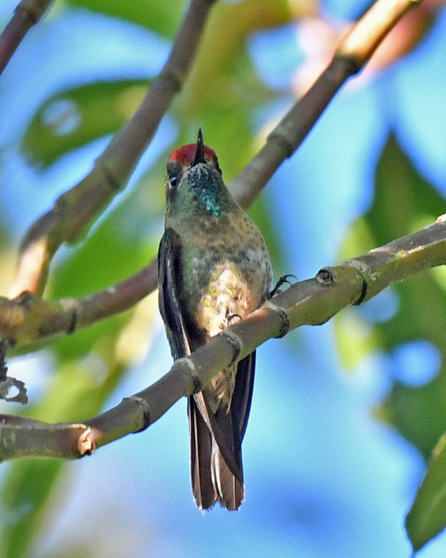 brunkronenålkolibri - ML477419501