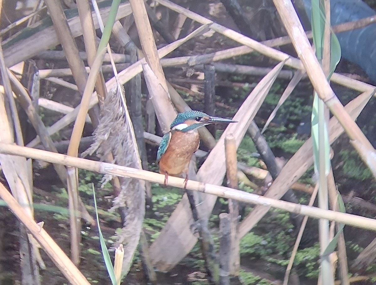 Common Kingfisher - Lars Mannzen