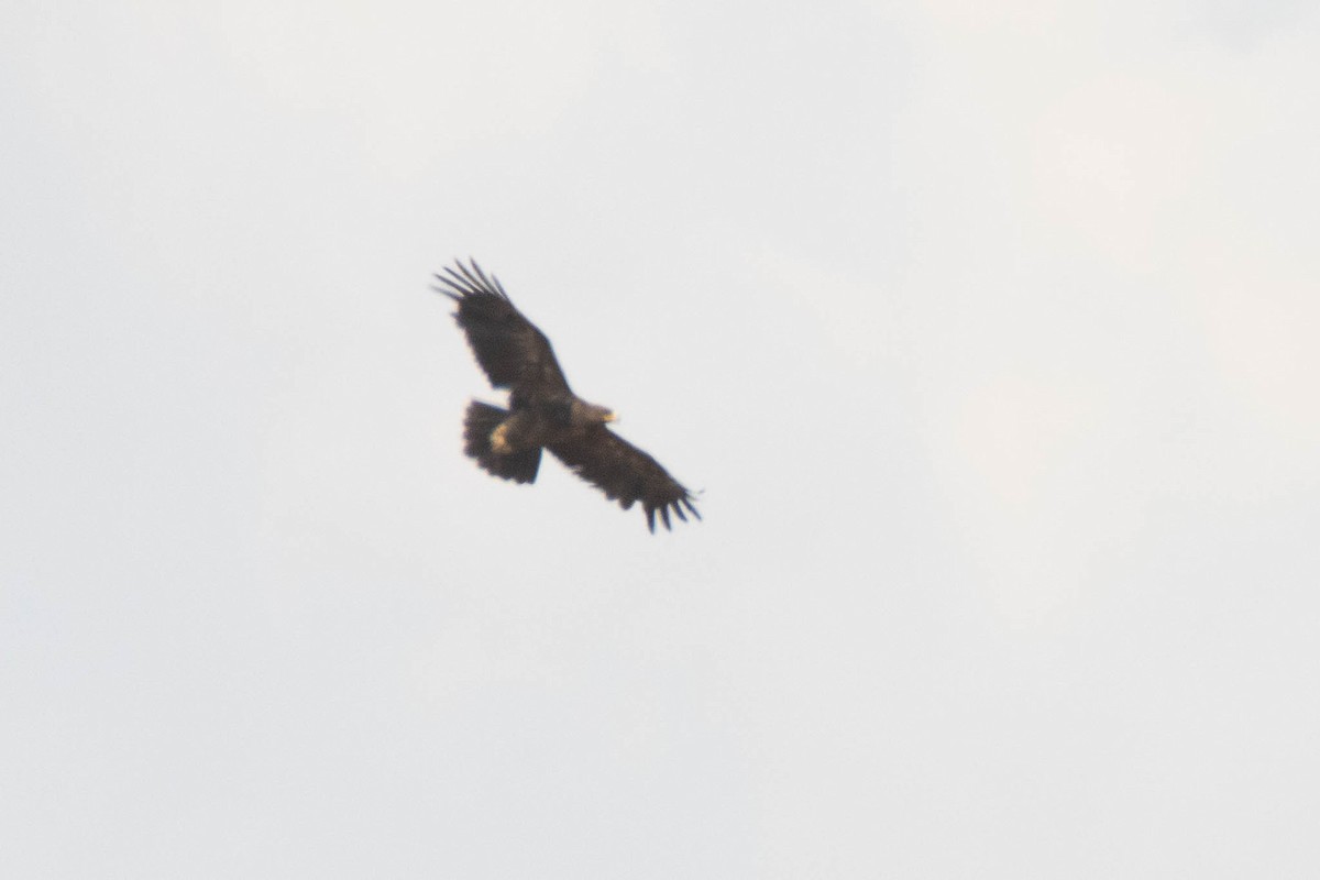 Lesser Spotted Eagle - ML477420311