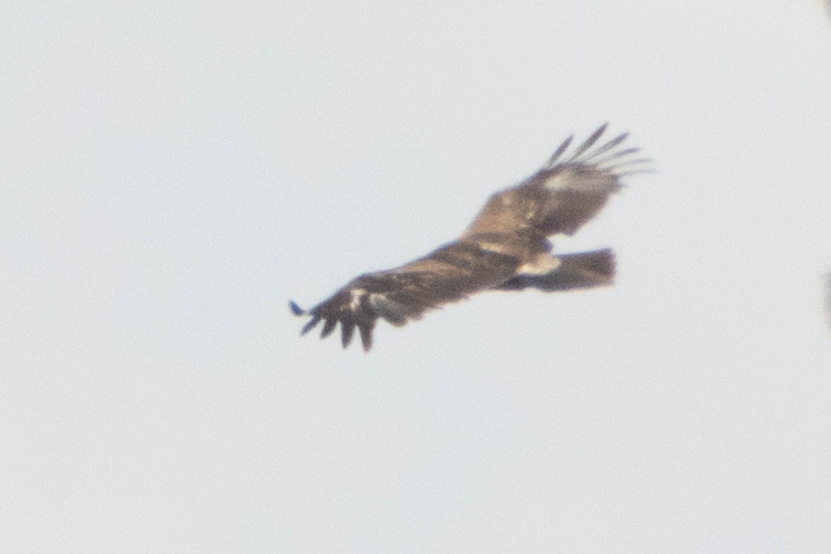 Lesser Spotted Eagle - ML477420321