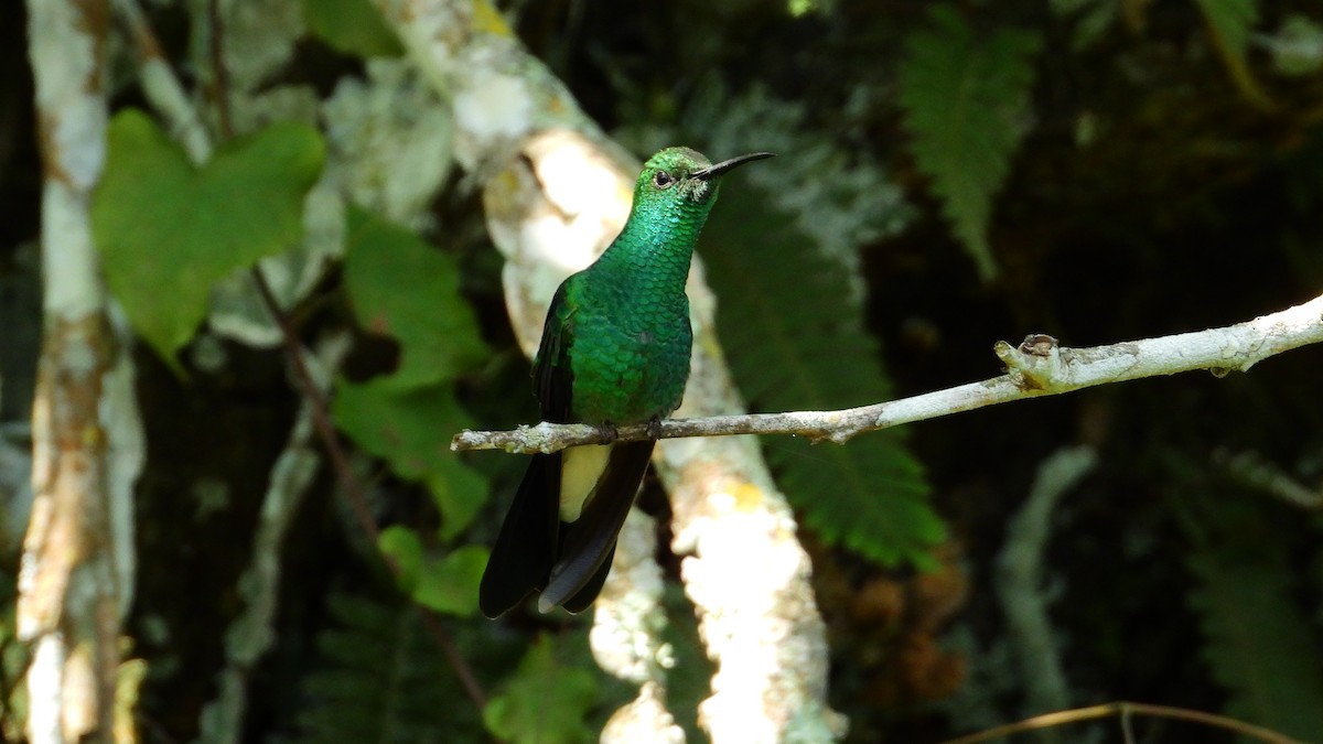 Blauschwanz-Buffonkolibri - ML477420501