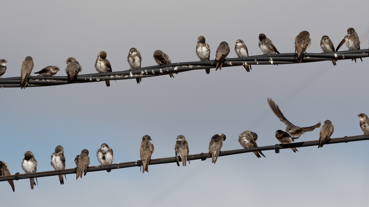 Bank Swallow - Miguel Rodríguez Esteban