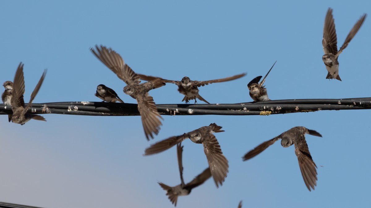 Bank Swallow - Miguel Rodríguez Esteban