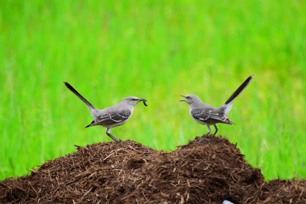 Northern Mockingbird - Josh Baysinger