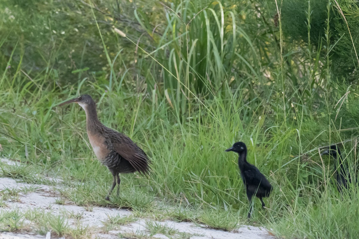 Clapper Rail - ML477423651