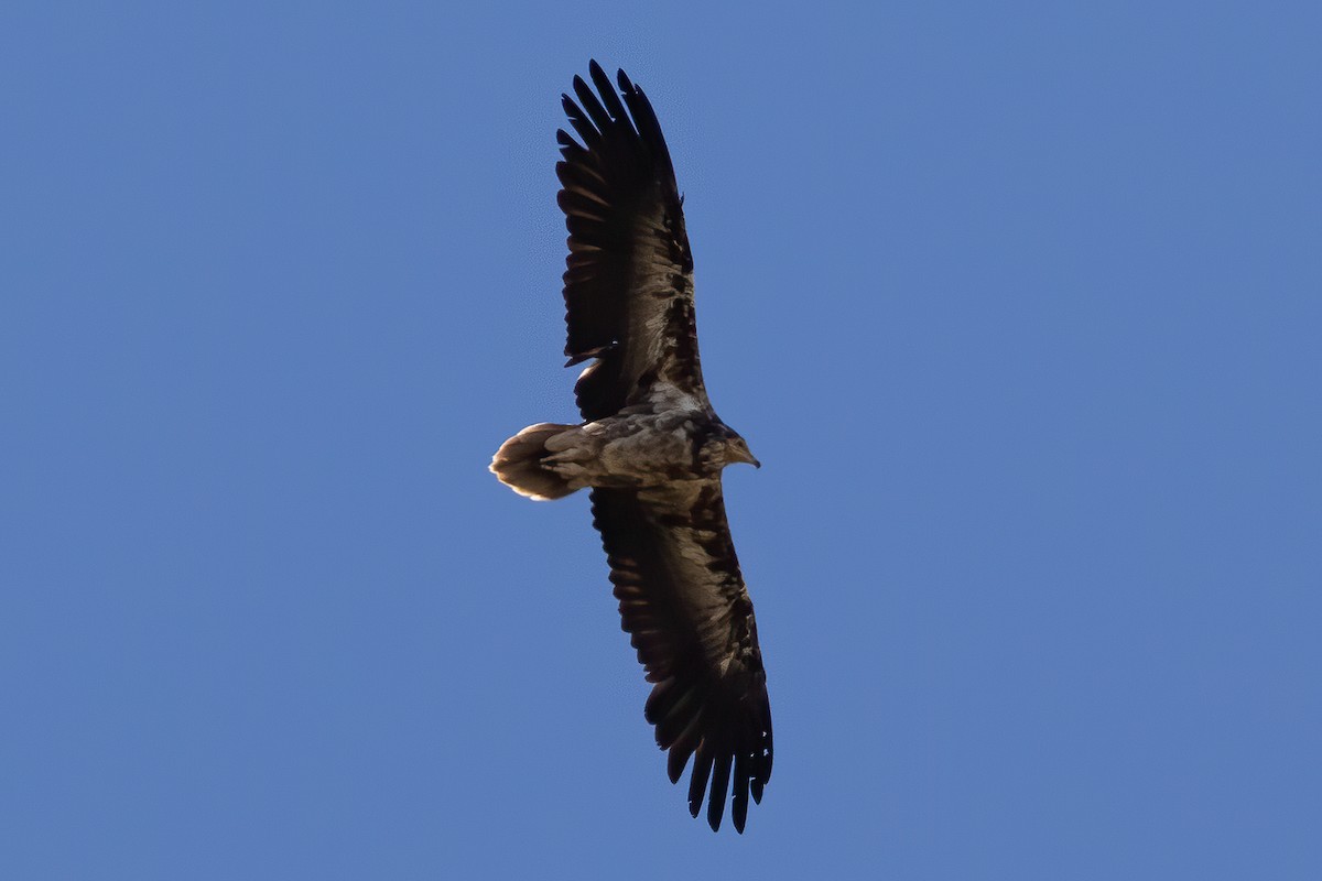 Egyptian Vulture - Miguel Rodríguez Esteban