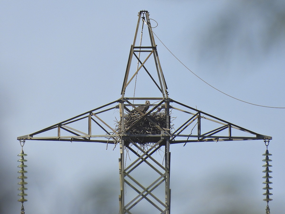Chaco Eagle - ML477424451