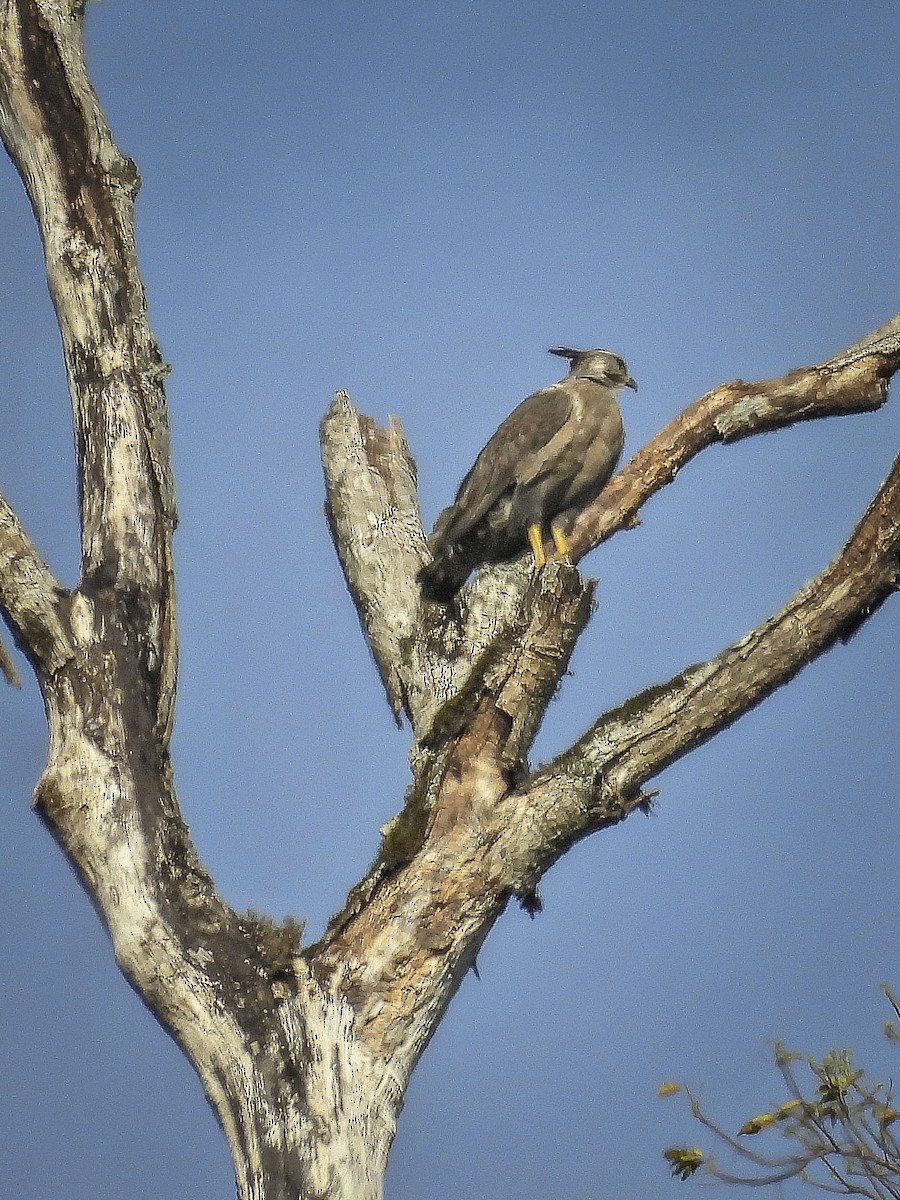 Chaco Eagle - ML477424491
