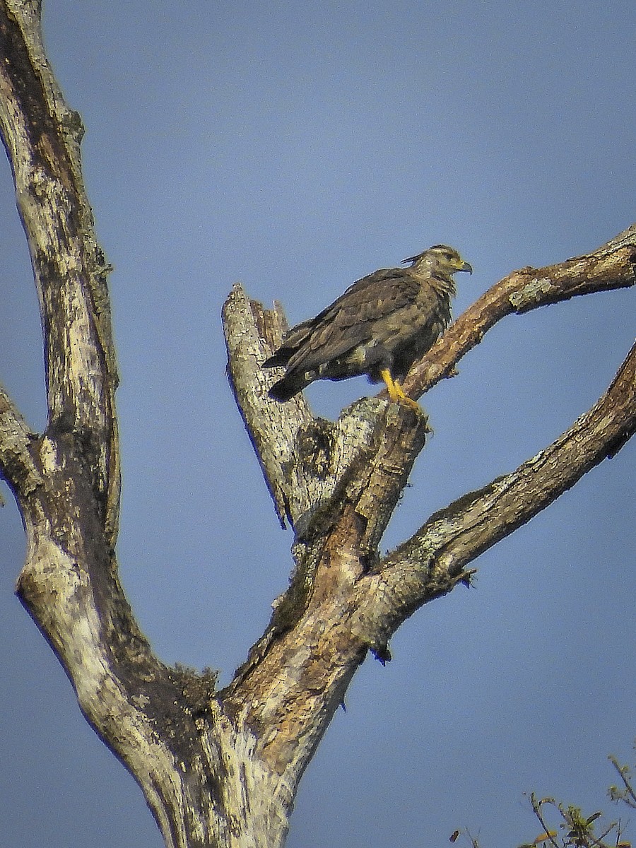 Chaco Eagle - ML477424521