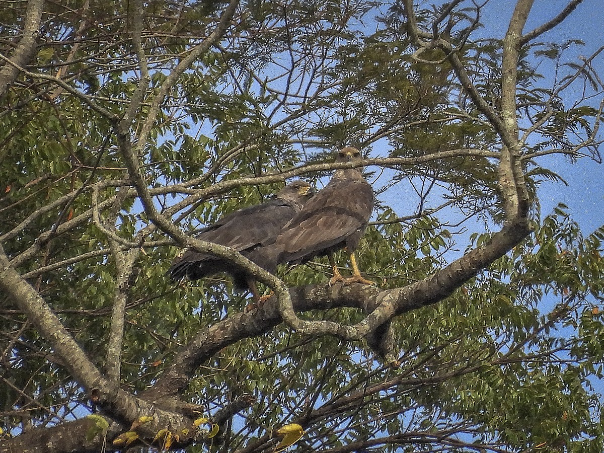 Chaco Eagle - ML477424531
