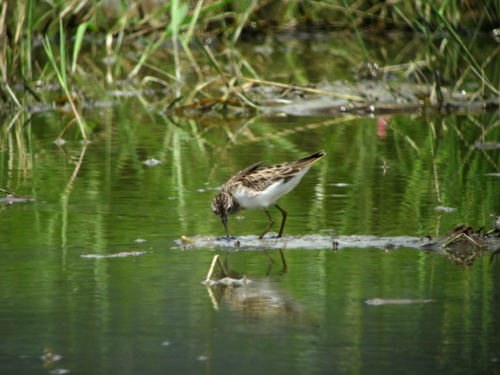 Langzehen-Strandläufer - ML47742481