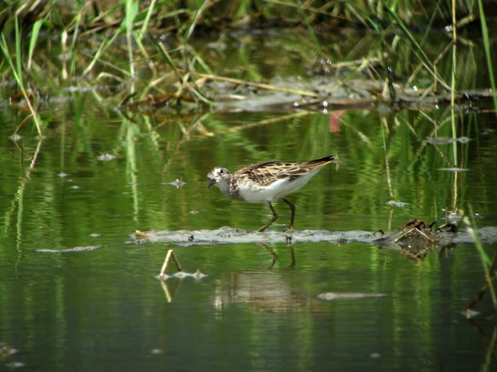 Long-toed Stint - ML47742491