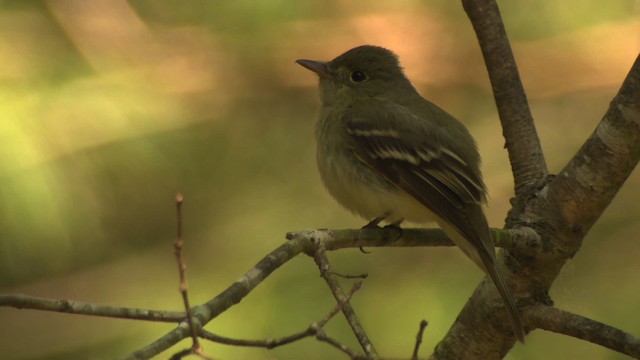 Acadian Flycatcher - ML477425