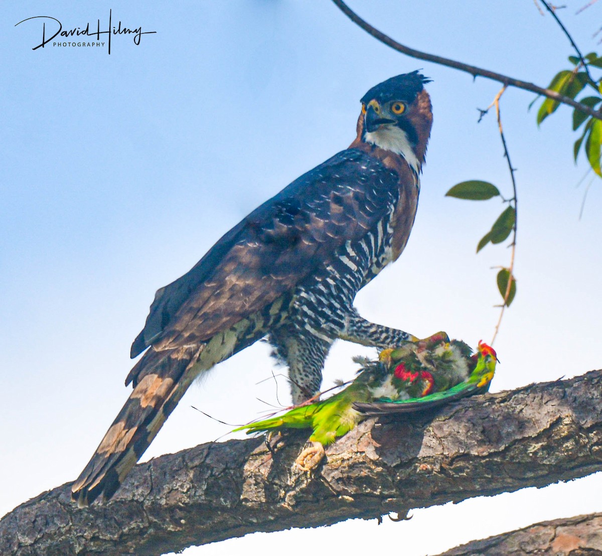Ornate Hawk-Eagle - ML477425361