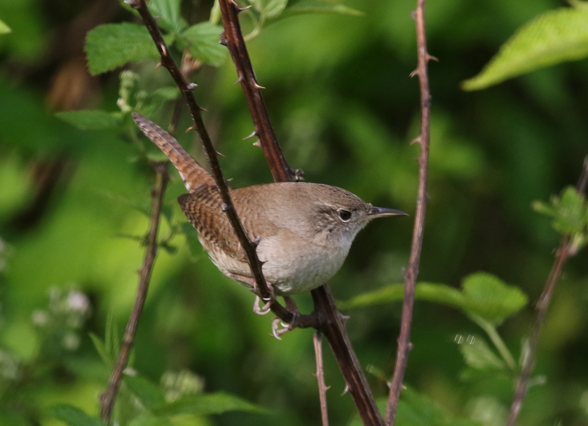Northern House Wren - ML477426191