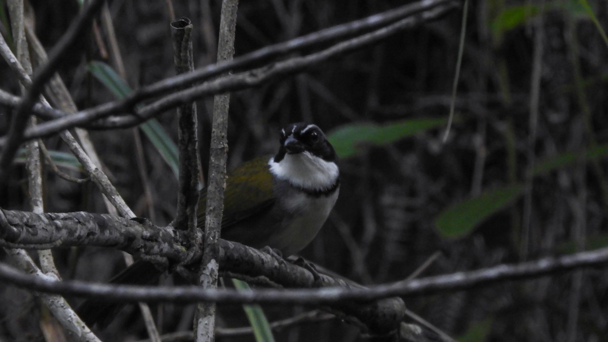 Perija Brushfinch - ML477426771