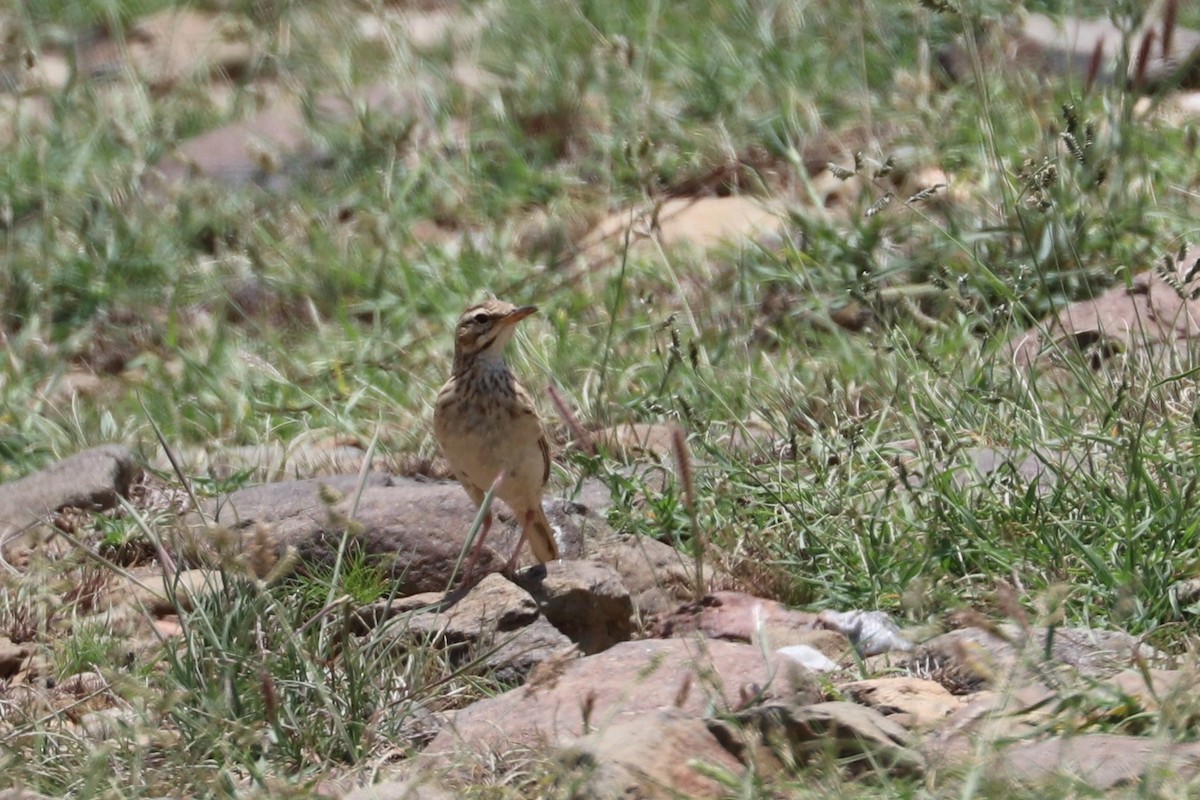 African Pipit - ML477426921