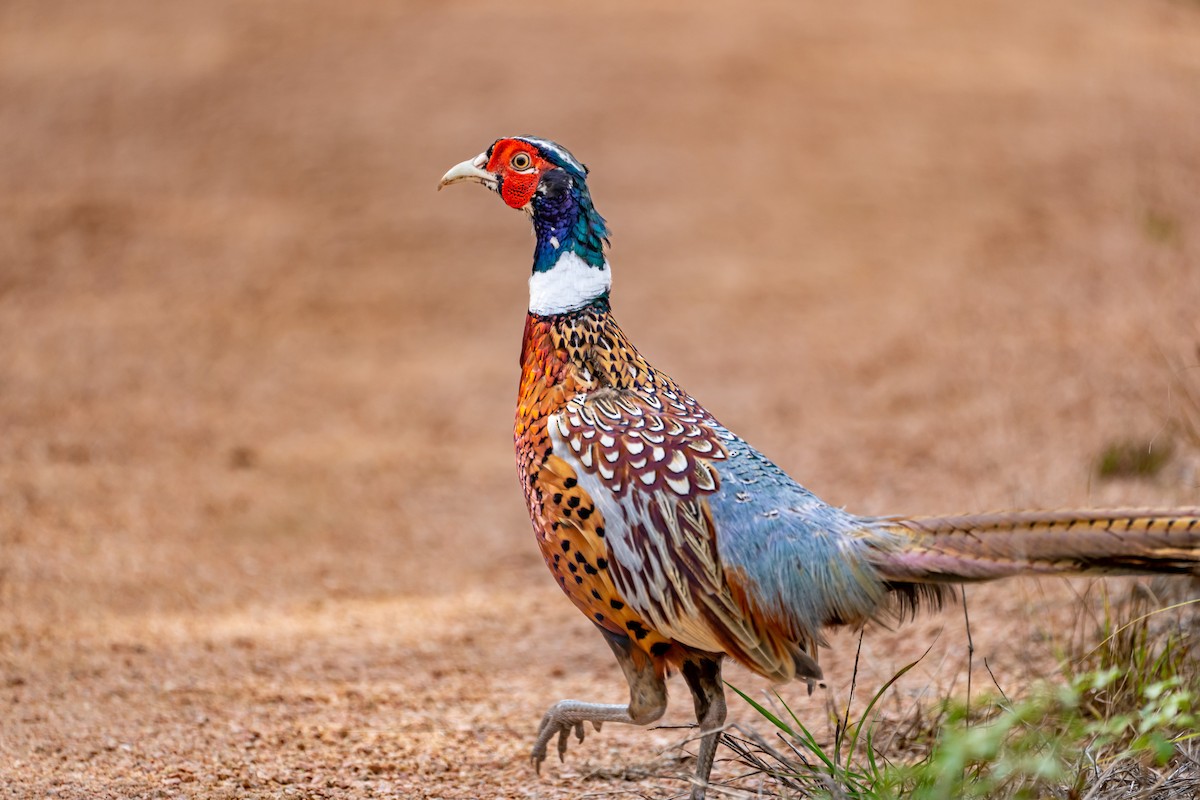 Ring-necked Pheasant - ML477427251