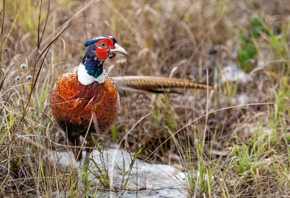 Ring-necked Pheasant - ML477427301